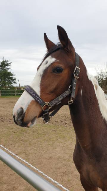 Anglo-europ sport horse