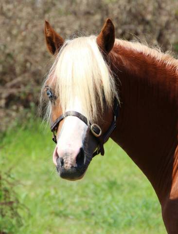 Mâle welsh pony taille B pour sport ou élevage