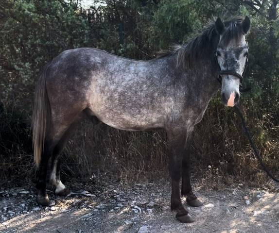 À vendre poney 2 ans 