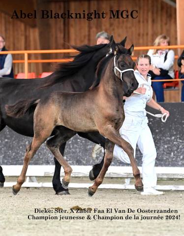 Poulain Arabo- Frison à vendre