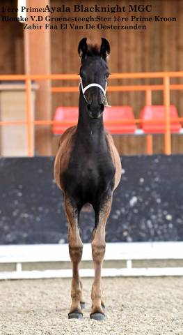 Pouliche Arabo- Frison à vendre