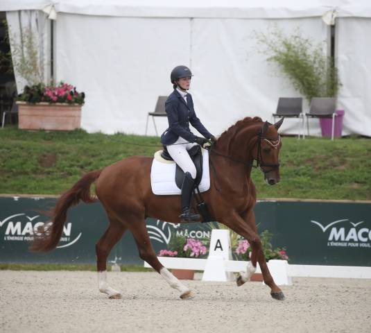 Cheval de dressage - 5 ans 