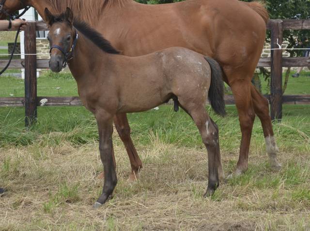 Connemara part breed sera hors cote 