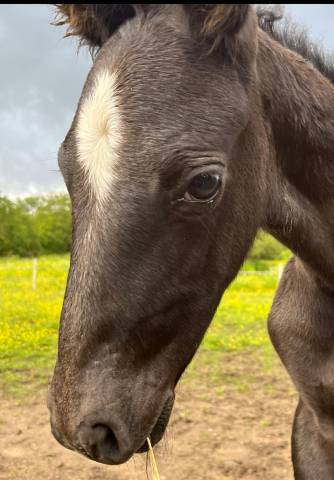 chevaux lusitanien