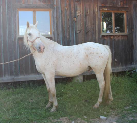 A vendre cheval de randonnée