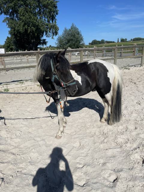 Poney 5ans, 1m15