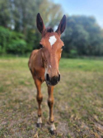 Beau foal mâle mai 2024