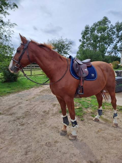 Cheval de 10 ans, selle francais alezan