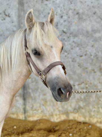 joli Welsh palomino