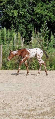 appaloosa ApHC male