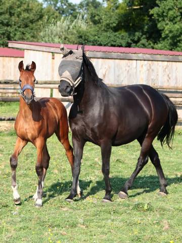 Pouliniere suitee dressage 