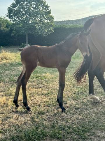 Poulain mâle par Pégase van’t ruytershof