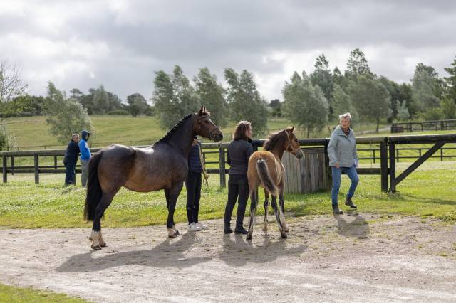 poney mâle au sevrage