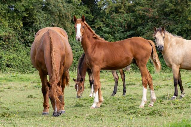 à réserver foal SF au sevrage