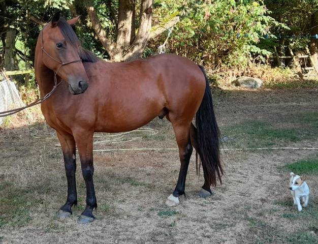 PONEY CONNEMARA PAT BRED 4  ANS