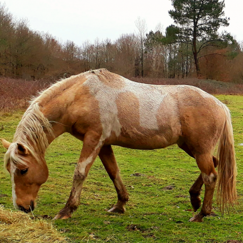 Saillie etalon studbook pie palomino RBP 890562 Saillie etalon Equirodi France