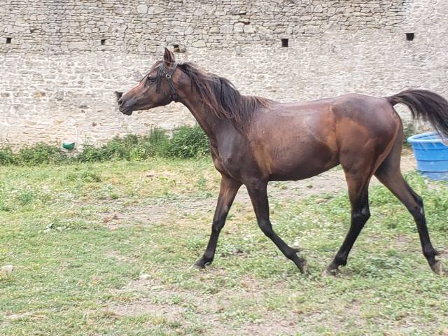 Pouliche pure égyptienne baie 2 ans.