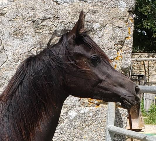 Superbe pouliche pur-sang arabe toute noire 