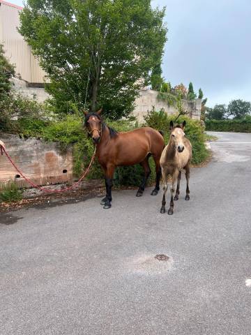 Vente poulinière connemara pleine et suitée 