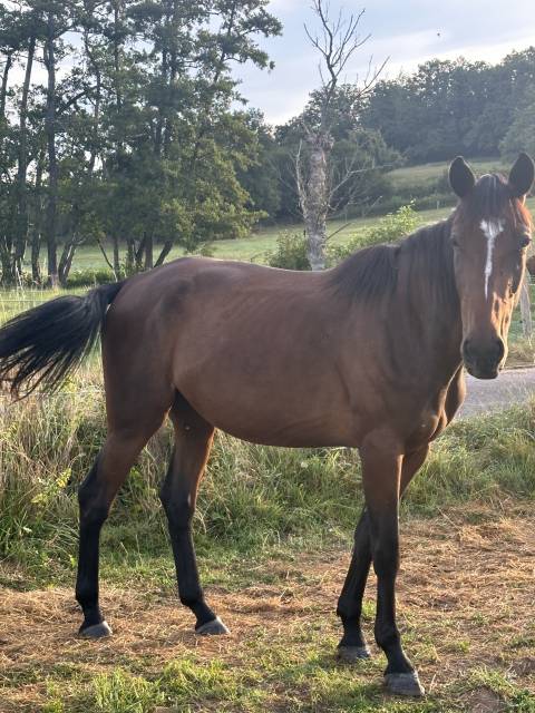 Trotteuse française 4 ans 