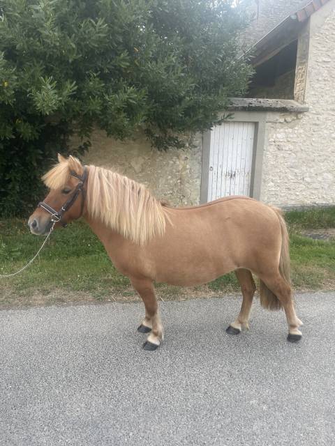 Vends Ponette shetland. 