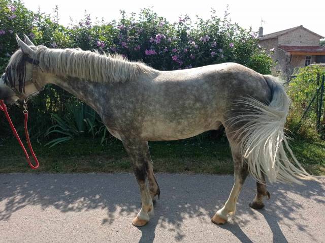 Poney C 4 ans Connemara