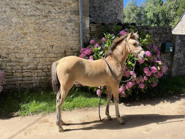 Welsh part Bred - réservation