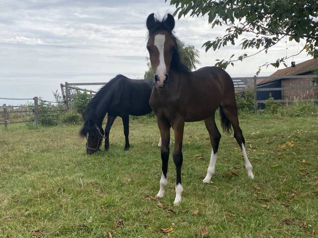 Magnifique foal pour le sport et élevage 