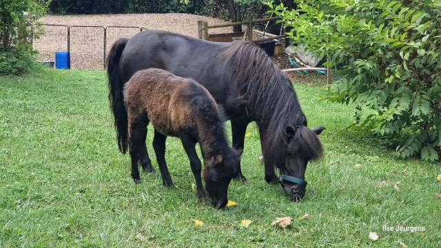 Magnifiques Shetlands PP (mère et pouliche)