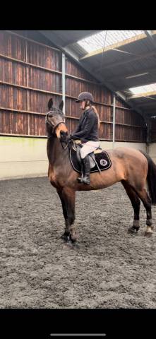 Cheval à vendre - Hongre trotteur français