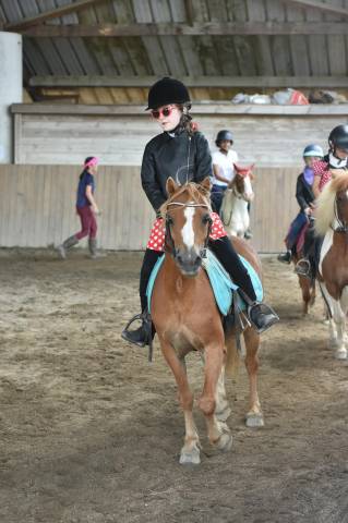 Jument welsh mountain pony