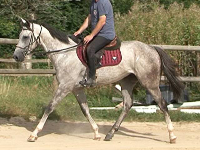 Magnifique Pur-Sang gris de 4ans, 1m64. 3300E