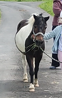 PONEY DE FAMILLE