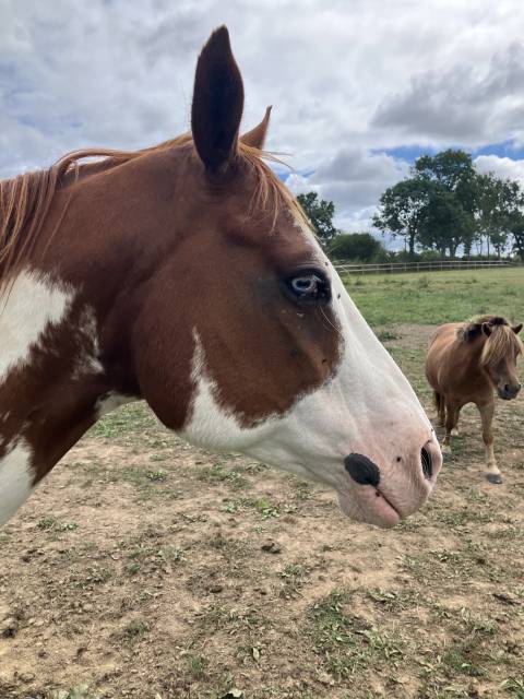 Paint horse idéal pour débutant