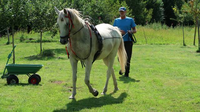 Petite jument arabe-barbe loisirs attelée montée