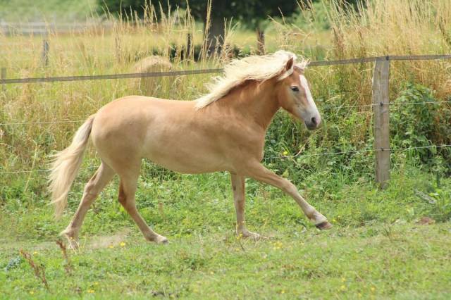 Pouliche Haflinger 