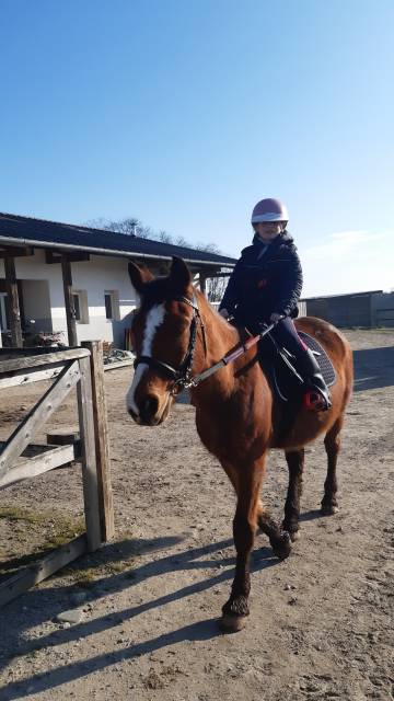 Poney de selle francais 40 landes