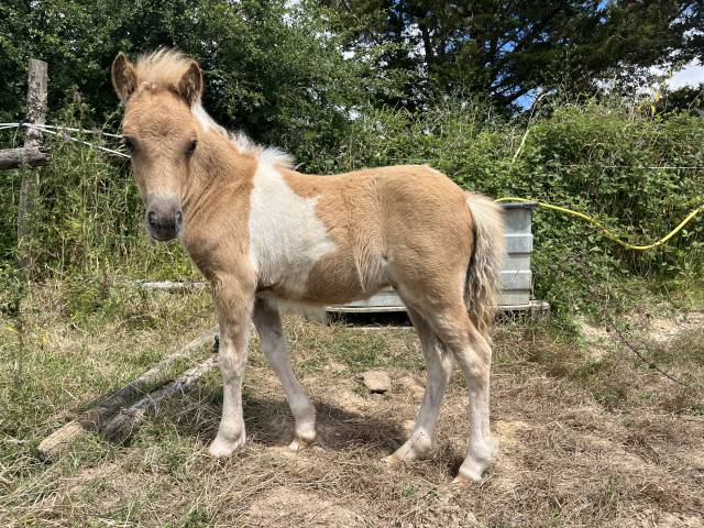 Pouliche OC shetland 