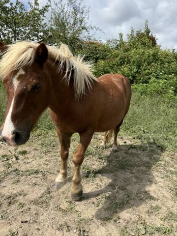 Gentil poney de 10 ans