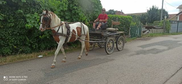 Débourrage Attelage