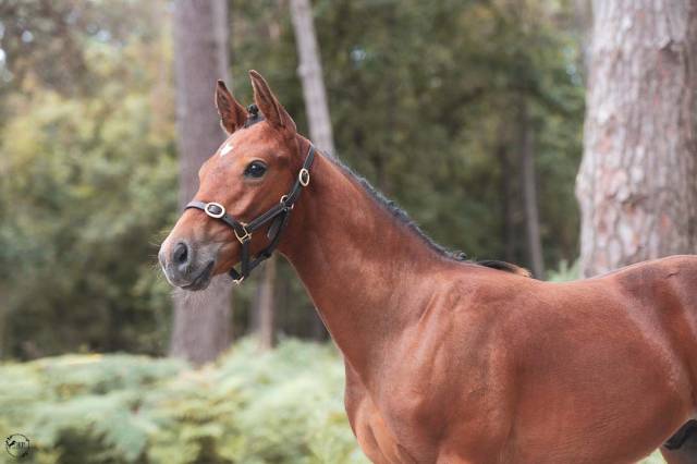 Foal PFS par Jungle Boogie Alias