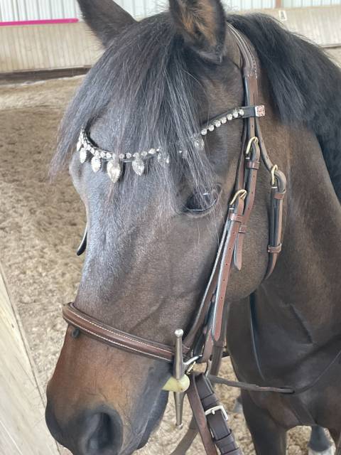 Vends PONEY 14 ans type français de selle 