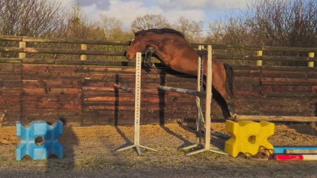 Poulinière 3 ans souche BIG STAR pleine d'HITCHCOCK BM