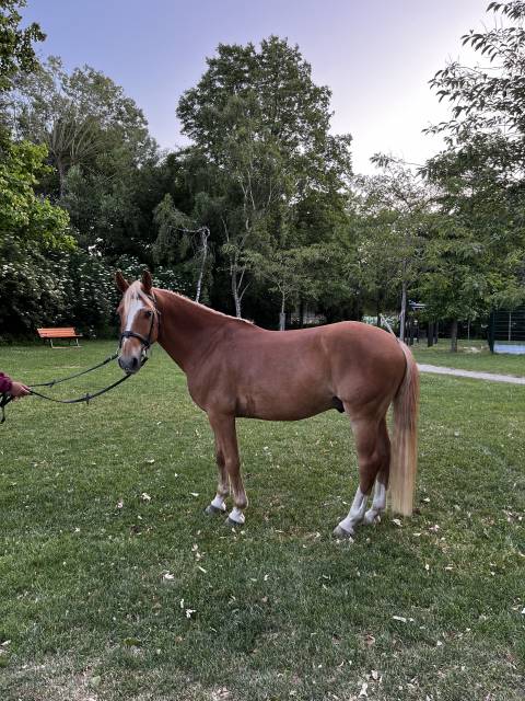 Poney D à prendre en DP