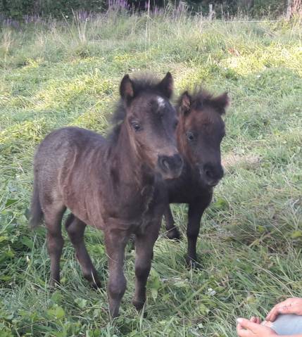 Réservation poulain type Shetland Blue Roan