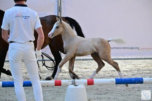 Foal male palomino 