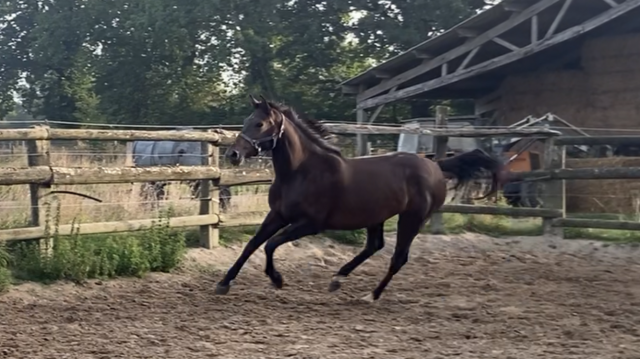 Poste stagiaire cavalier galop 7