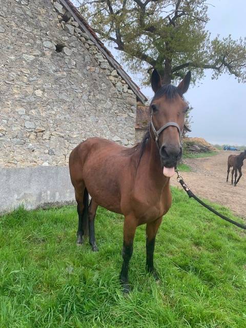 POULINIERE PONEY CONNEMARA SUITEE ET SAILLIE EN 2024