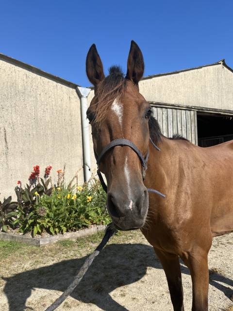 Cheval hongre à vendre 