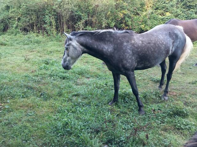 ponette de 7 ans taille D